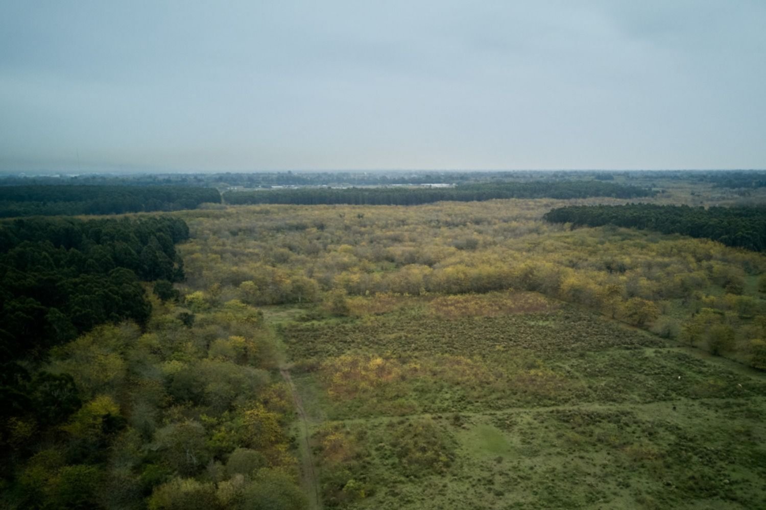 El predio a desforestar tiene un total de 150 hectáreas. Es el 1.46% del parque Pereyra.